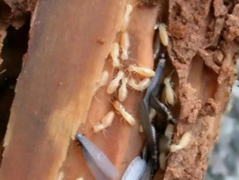永胜白蚁防治公司分享白蚁高发季节特点与阶段性防控方案
